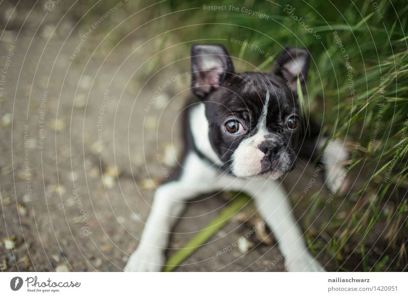 Boston Terrier Puppy Joy Playing Trip Animal Spring Flower Meadow Pet Dog 1 Observe Discover Going Looking Small Curiosity Cute Green Black White Happiness
