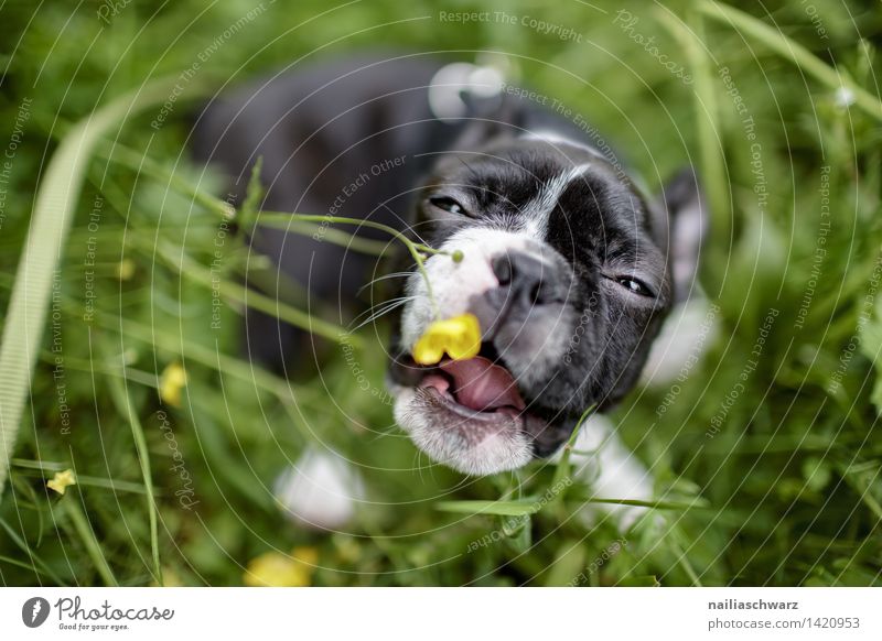 Fun in the grass Joy Playing Trip Nature Spring Flower Meadow Animal Pet Dog 1 Baby animal Going Small Green Black White boston terrier Puppy youthful
