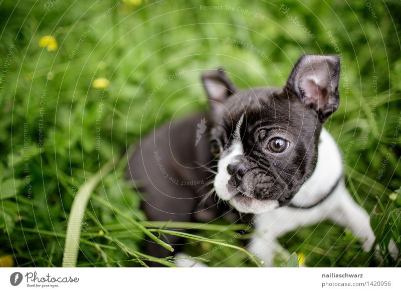 Boston Terrier Puppy Joy Playing Trip Nature Spring Flower Garden Park Meadow Observe Touch To enjoy Lie Looking Small Natural Curiosity Cute Beautiful Green