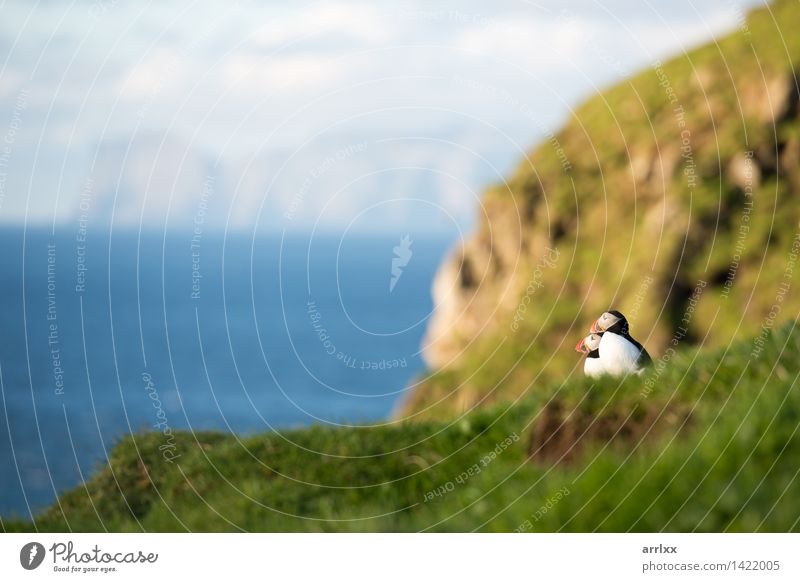 Atlantic puffins, Fratercula arctica Ocean Nature Animal Grass Bird Funny Natural Cute Wild Blue Black White Puffin Feather colourful Living thing fratercula