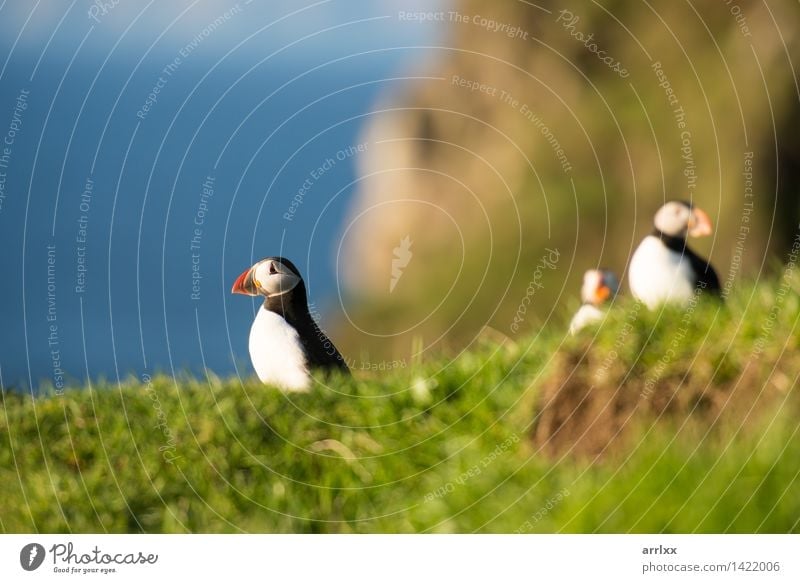 Atlantic puffins, Fratercula arctica Ocean Nature Animal Grass Bird Funny Natural Cute Wild Blue Black White Puffin Feather Living thing fratercula plumage