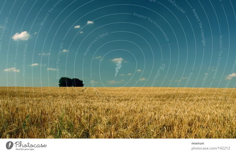 Summer Field Grain Healthy Well-being Calm Nature Landscape Air Sky Clouds Horizon Beautiful weather Wind Warmth Tree Agricultural crop Fresh Hot Clean Blue