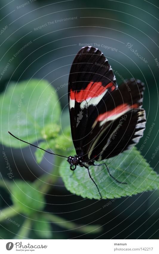 papillon Butterfly Flying animal Compound eye Trunk Feeler Flower Blossom Red White Black Striped Large Small Summer Plant Animal Dipterous Insect Delicate Easy