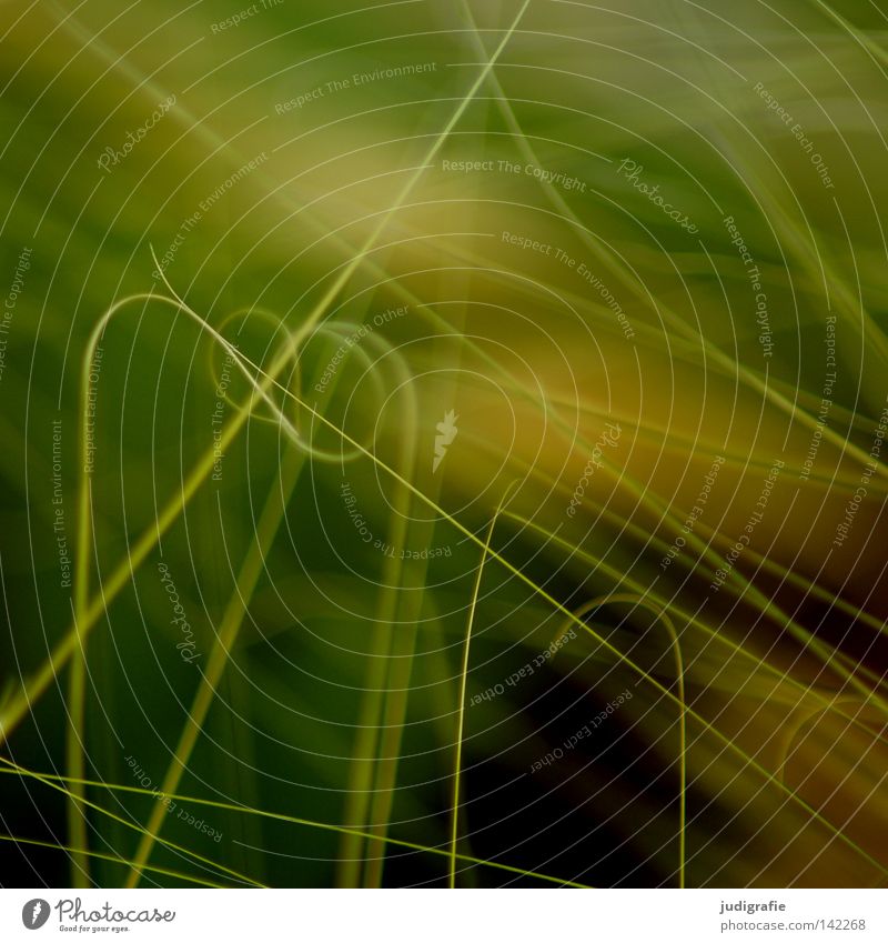 grass Grass Blade of grass Muddled Complicated Spiral Entwine Coil Nature Meadow Plant Green Yellow Environment Growth Life Near Delicate Fine Light Colour