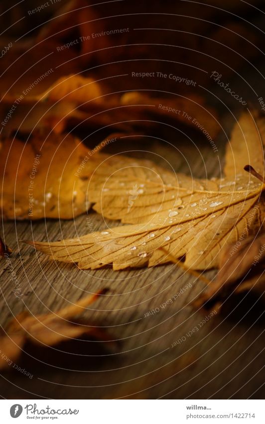 beautiful transience of autumn Autumn Leaf Dew Maple leaf Warmth Brown Yellow autumn leaf Maple tree raindrops dew drops Wood Transience Autumnal Autumn leaves