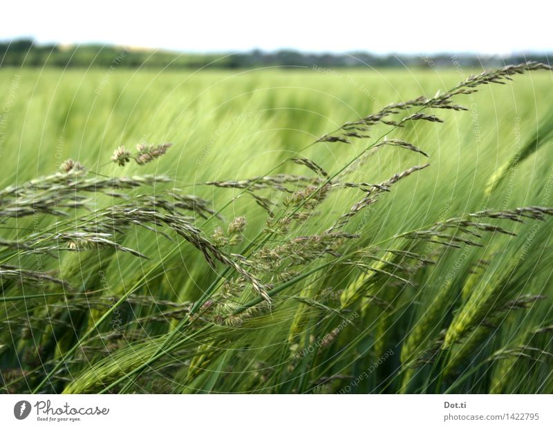 Barley green Nature Landscape Plant Sky Horizon Wind Agricultural crop Field Green Agriculture Grain Sowing Blade of grass Colour photo Exterior shot Deserted
