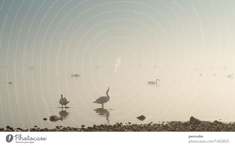 ghost ships Nature Landscape Elements Water Autumn Winter Climate Climate change Fog Lakeside Bird Pair of animals Sign Swan Swan Lake Float in the water Stone