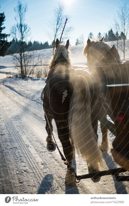 Horse carriage in winter Ride Vacation & Travel Tourism Trip Winter Snow Winter vacation Environment Nature Landscape Beautiful weather Ice Frost Street