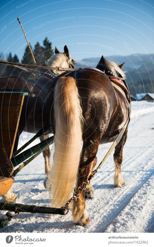 Horse carriage in winter Style Leisure and hobbies Ride Tourism Trip Winter Snow Winter vacation Nature Landscape Sunlight Beautiful weather Street
