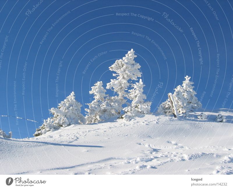 WinterWonderLand 2 Virgin snow Fir tree Snow