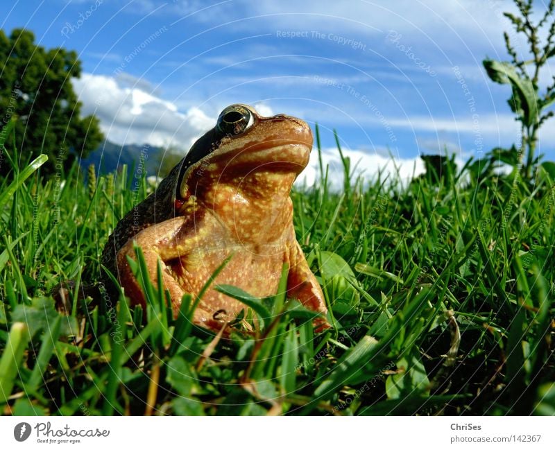 Grass frog : The true king looks into the land Amphibian Frogs Rana Jump Looking Discover Brown Green Blue Sky Meadow Alps Austrian Alps German Alps Swiss Alps