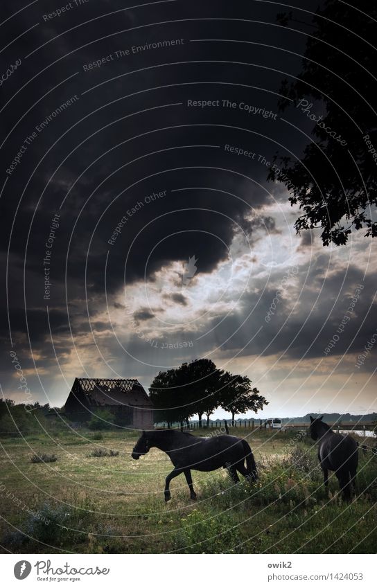 horse cure Environment Nature Landscape Plant Animal Storm clouds Horizon Climate Weather Beautiful weather Tree Grass Bushes Pasture Ruin Barn Farm animal