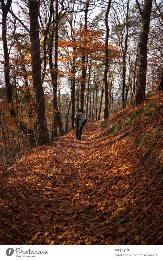 autumn hike Health care Fitness Well-being Relaxation Calm Vacation & Travel Trip Adventure Hiking Masculine Man Adults 1 Human being Nature Landscape Autumn