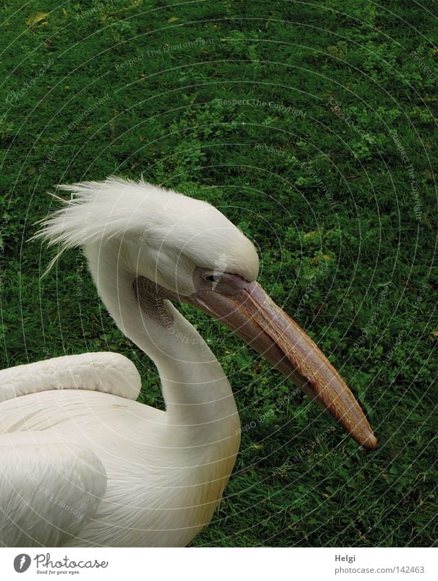 fuzzy Pelican Bird Duck birds Web-footed birds Animal Feather Plumed Soft Head Neck Beak Antlers Throat pouch Eyes Looking Wing Forehead To feed Nature Zoo
