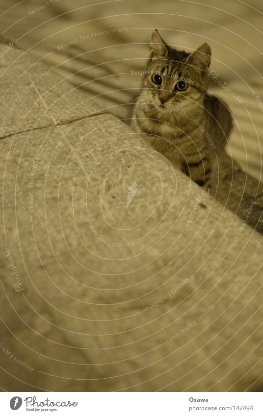 nocturnal active Cat Kitten Domestic cat Hung-over Pet Street Dubrovnik Italy Gray Night Mammal street cat mackerelled