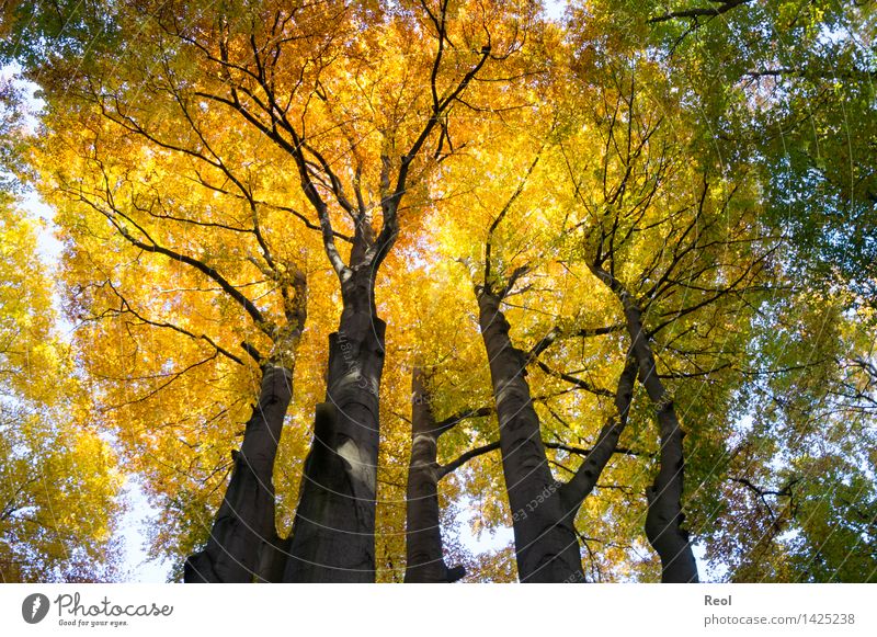 crown Environment Nature Landscape Elements Sunlight Autumn Beautiful weather Plant Tree Wild plant Treetop Leaf canopy Beech tree Tree trunk Forest Beech wood