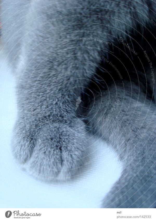 fleece paw Cat Domestic cat Kitten Paw Tails Fleece Pelt Soft Claw Gray Blue Mammal putty fuzzy