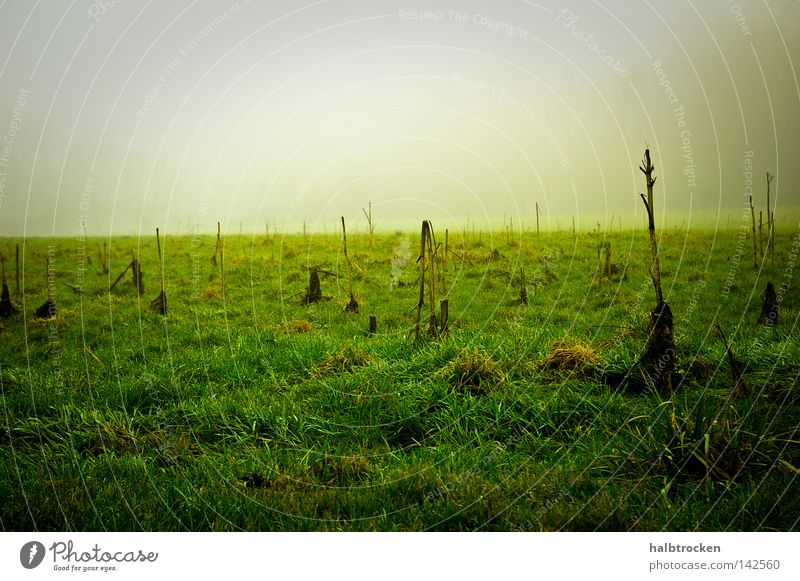 hopeless cases III Winter Grass Field Landscape Fog Wiese Grün nebel Feld Landschaft Stille