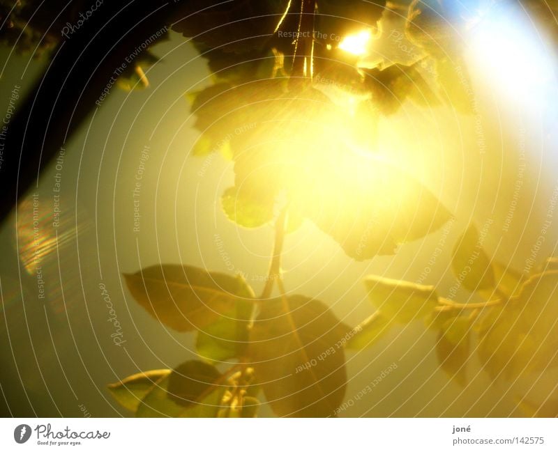 Explosion of the sun's rays Sun Gold Leaf Lighting Sunbeam Physics Summer Might Celestial bodies and the universe Warmth