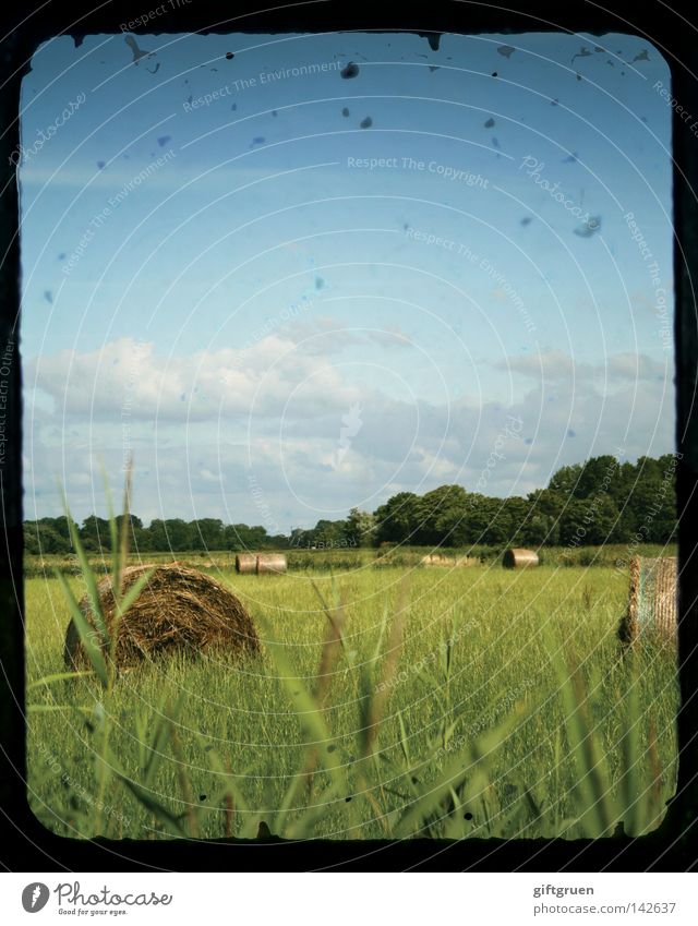 late summer Summer September Straw Bale of straw Hay bale Field Agriculture Meadow Country life Indian Summer August Harvest Landscape Sky Coil crop roll ttv