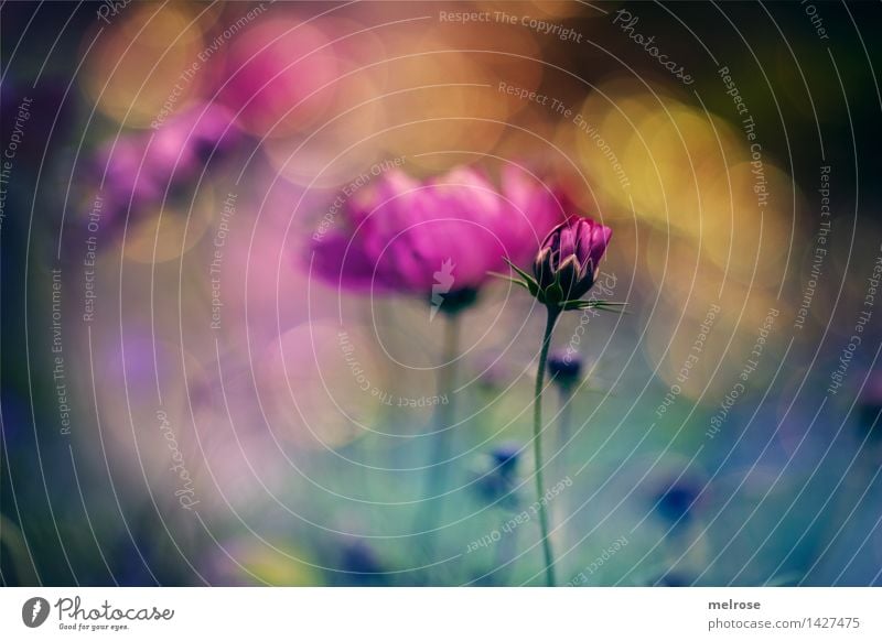 BOKEH colour frenzy Elegant Style Design Nature Plant Summer Beautiful weather Flower Blossom Bud Part of the plant petals Flower meadow summer meadow Garden