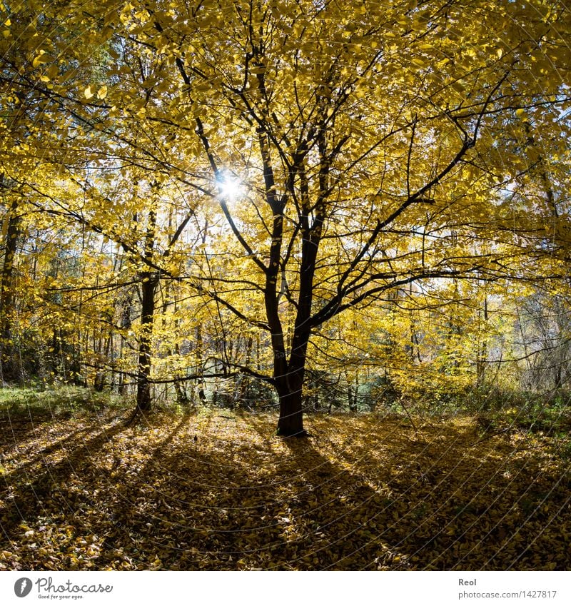 yellow leaves Nature Landscape Elements Sun Sunlight Autumn Beautiful weather Plant Tree Leaf Tree trunk Silhouette Treetop Leaf canopy Forest Multicoloured