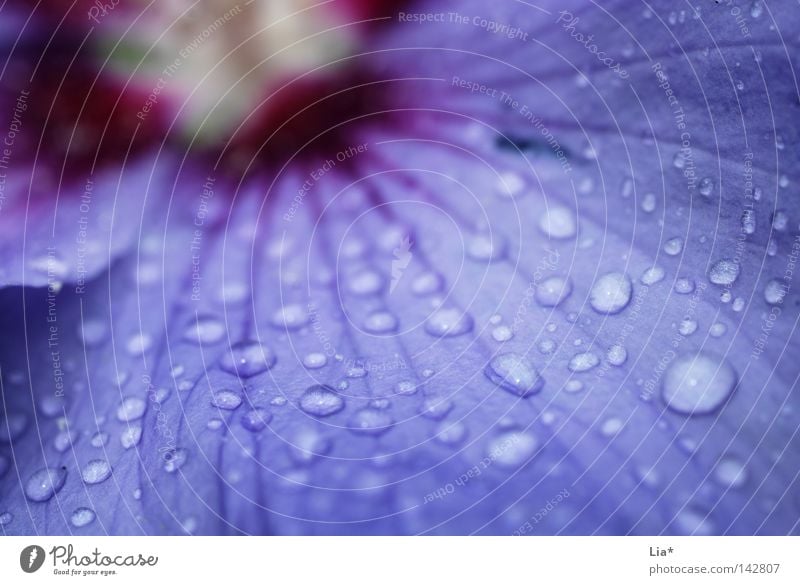 purple rain Flower Rain Violet Drops of water Blossom Blossoming Nature Wet Macro (Extreme close-up) Close-up Pink droplet Shallow depth of field Deserted