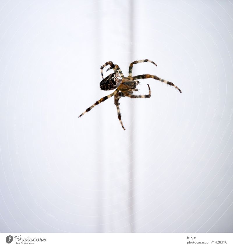 Spiderman Animal Wild animal Cross spider 1 Hang Crawl Thin Disgust Brown White Movement Nature Bright background Middle Colour photo Exterior shot Close-up