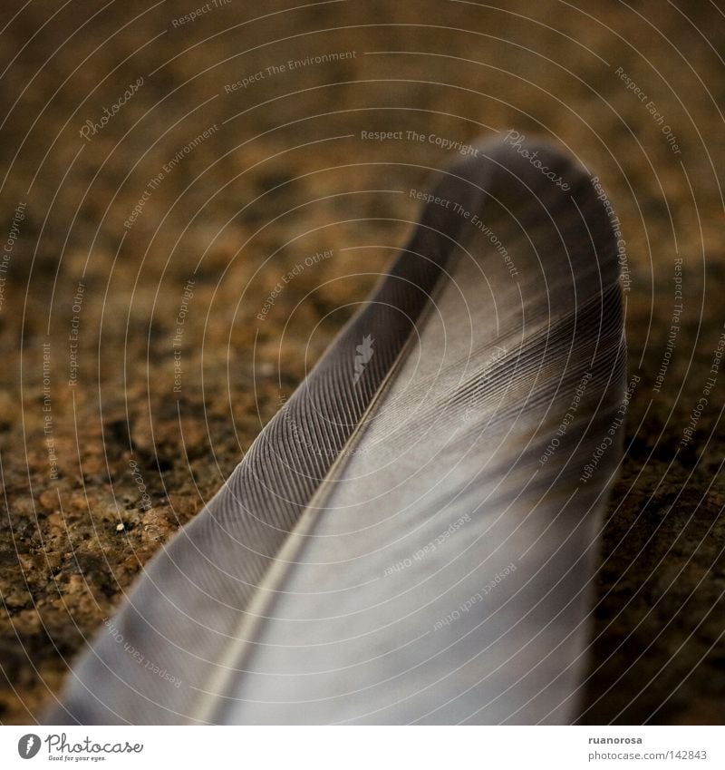 Dedalus Cloth Bird Under Macro (Extreme close-up) Close-up Feather Floor covering Wing Earth Cover Ground Fuzz