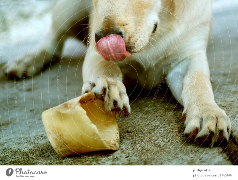 dog Dog Tongue Skeleton Paw Feed Toys Nutrition Bite Playing Labrador Golden Retriever Concrete Lie Animal Pet Loyalty Colour Mammal