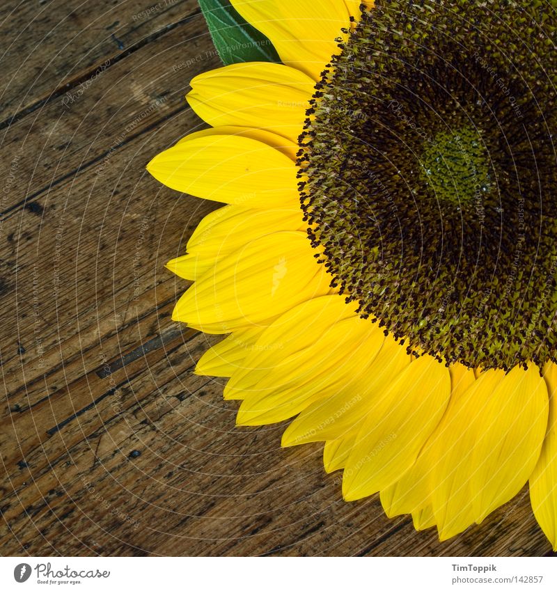 Another sunflower Sunflower Flower Table Kitchen Plant Blossom Wood Spring Summer Yellow Living or residing Kitchen Table Blossoming Wood grain Decoration