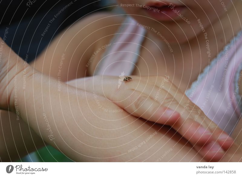 Little friend 100 :-) Child Girl Toddler Undershirt Hand Insect Ladybird Protection Safety Playing Discover Environment Observe Looking Animal Back of the hand