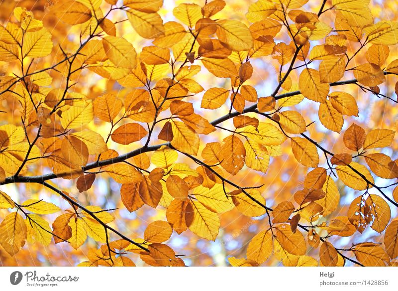 Helgiland II Golden Autumn... Environment Nature Plant Beautiful weather Tree Leaf Branch Rachis Autumn leaves Forest Illuminate To dry up Authentic Natural