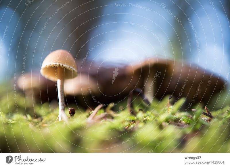 at ground level Nature Plant Earth Autumn Moss Forest Small Blue Brown Gray Green Mushroom Woodground Diminutive Ground level Macro (Extreme close-up)