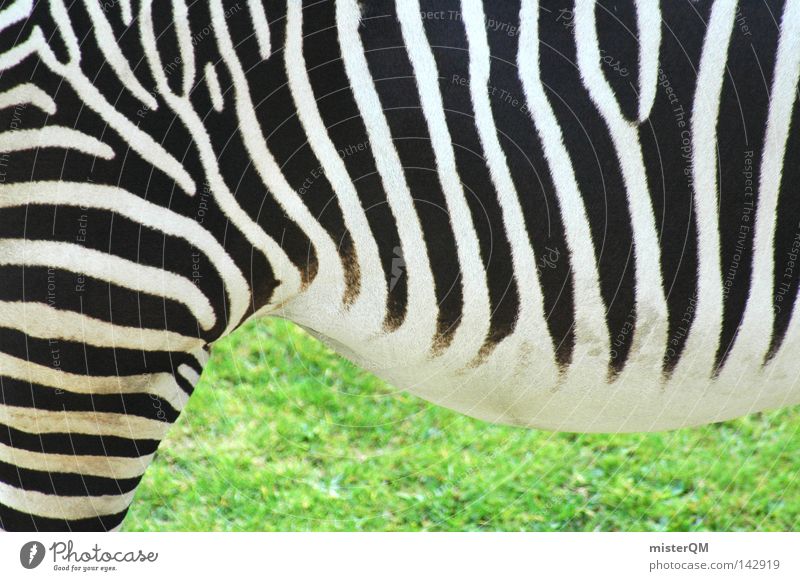 Mama, there's a zebra in the garden... Zebra Pattern Structures and shapes Pelt Zoo Green Grass Animal Living thing Zebra crossing Quagga Odd-toed ungulate