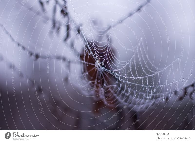 Filigree nature Spider Drop Exceptional nature details Dew Spider's web dew formation Catching net Abstract Nature wallpapers Structures and shapes Autumn