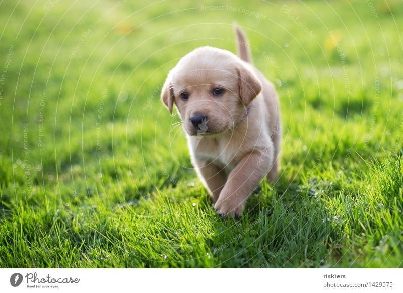 awkward Nature Meadow Animal Pet Dog 1 Baby animal Observe Discover Walking Looking Blonde Friendliness Fresh Beautiful Natural Curiosity Cute Contentment