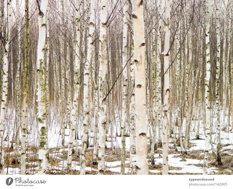 Russian wood Winter Snow Nature Landscape Tree Birch wood Forest Infinity Cold Natural White Purity Dream Peace Mysterious Equal Birch tree February March