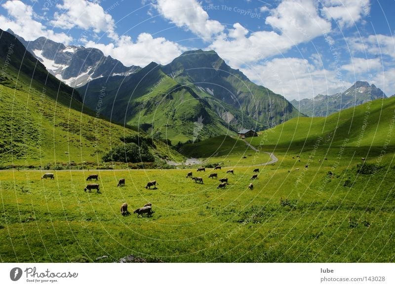 mountain pasture Herdsman Cow Livestock Alpine pasture Grass Cattle Pasture Mountain Agriculture Hochtannberg pass Forest of Bregenz Federal State of Vorarlberg