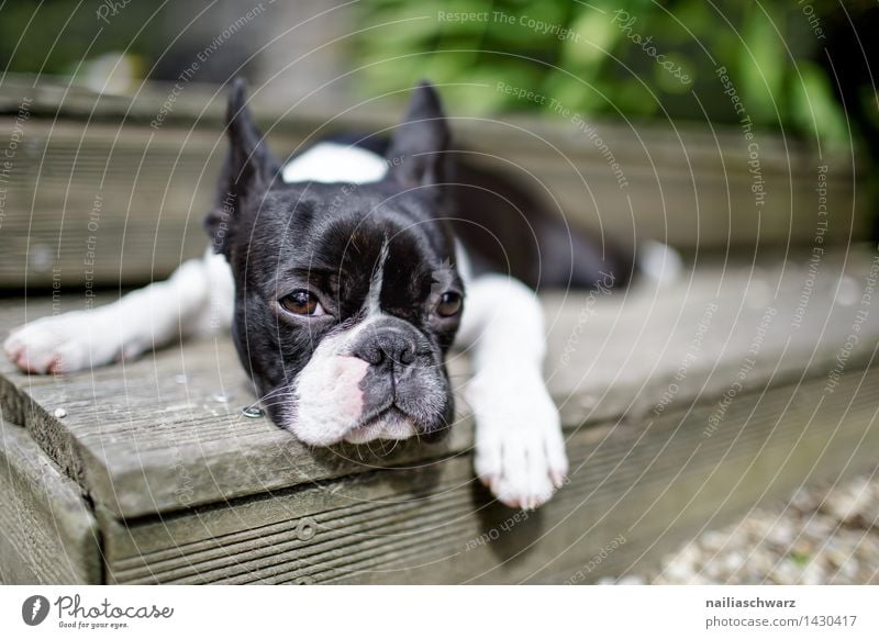 Boston Terrier Trip Summer Animal Dog 1 Observe Relaxation Looking Sleep Simple Happiness Small Curiosity Cute Black White Love of animals Boredom Fatigue