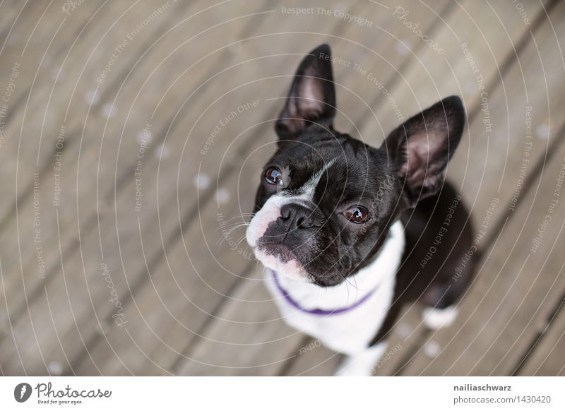 Boston Terrier Trip Summer Dog Observe Looking Sit Wait Brash Happiness Small Curiosity Cute Beautiful Black White Love of animals Loyalty Interest Fatigue