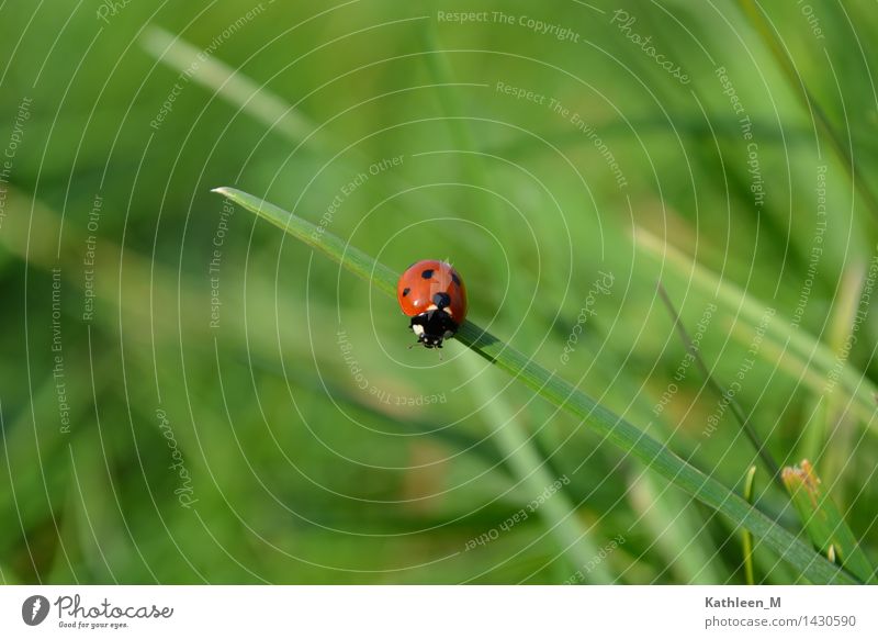 ladybugs Grass Beetle 1 Animal Fresh Small Green Red Happy Idyll Nature Colour photo Exterior shot Close-up Day