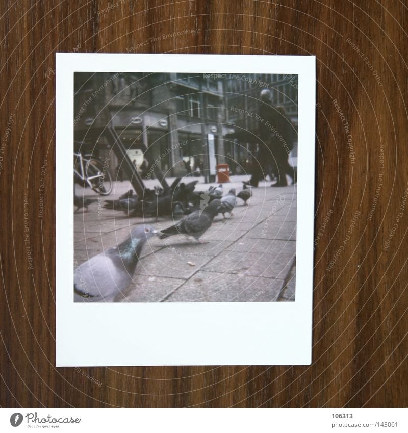 Hamburg.Pigeons.Polaroid Group Scene Human being Town Asphalt Concrete Downtown Gray Traffic infrastructure Bird scenery