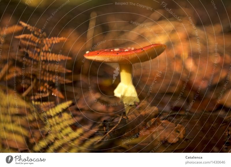 Fly agaric with fern Environment Nature Autumn Weather Fern Mushroom Amanita mushroom Forest Stand Growth Hiking Fresh Slimy pretty Brown Yellow Gold Orange Red