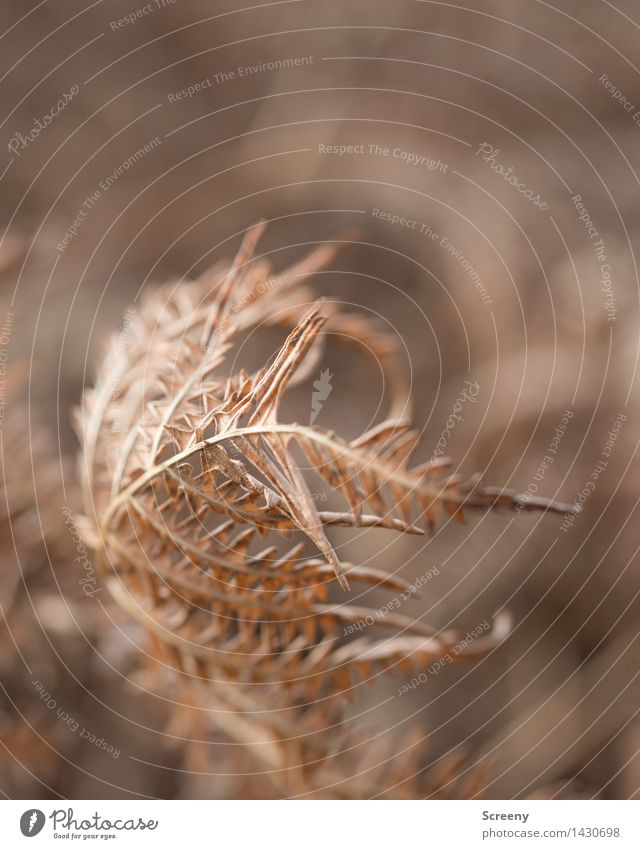 Ephemeral Nature Plant Autumn Fern Forest Faded Dry Brown Senior citizen End Transience Colour photo Exterior shot Close-up Macro (Extreme close-up) Deserted