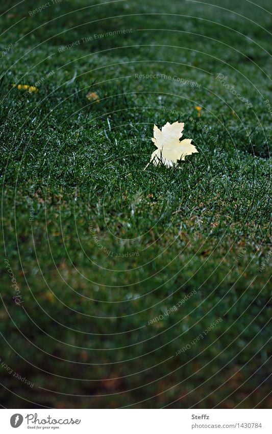yellow maple leaf on a lawn in october Maple leaf Autumn leaves Leaf Lawn green lawn autumn impression Loneliness Lonely Sadness sad transient Transience End