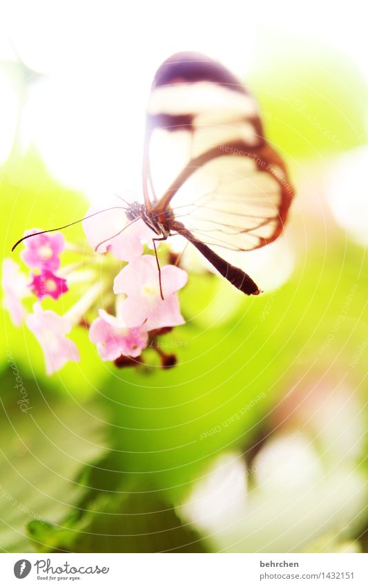 fairytale world Nature Plant Animal Spring Summer Beautiful weather Flower Leaf Blossom Garden Park Meadow Wild animal Butterfly Wing glass wing butterfly 1