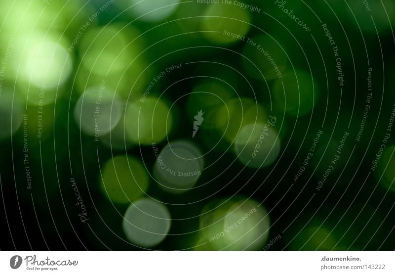 the movement between the raindrops Grass Tree Leaf Pixel Error Blur Abstract Summer Obscure Earth Sand Focal point Point Sphere Circle Patch Colour