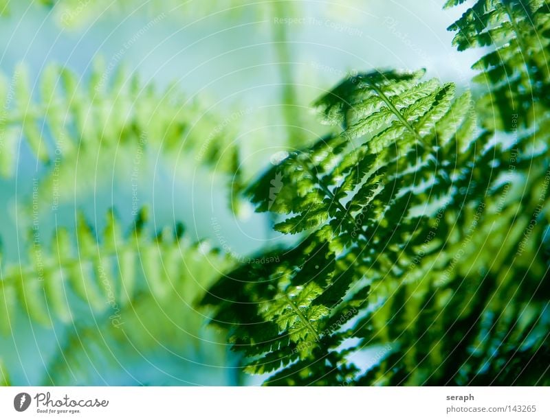 Ferns Green Dark Rachis Pteridopsida Plant Environment Delicate Damp Soft Plumed Fresh Growth Environmental protection Botany Biology Maturing time