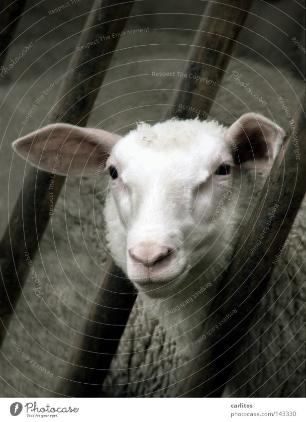 CUCKUCK Cosmopolitan Joke Sheep Lacaune sheep Jug ears Wool Pelt Joy Crazy Adhere to New wool Exuberance Funny Beautiful Harmonious Lust Think Sweet Be quiet!